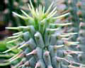 Weight loss. Hoodia - natural way to lose weight.